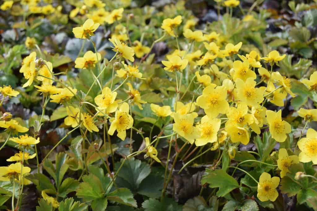 Waldsteinia ternata ---